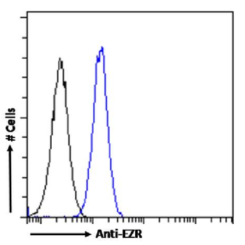 Anti-EZR [SAIC-37C-23]