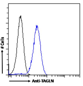 Anti-TAGLN [SAIC-33B-129]