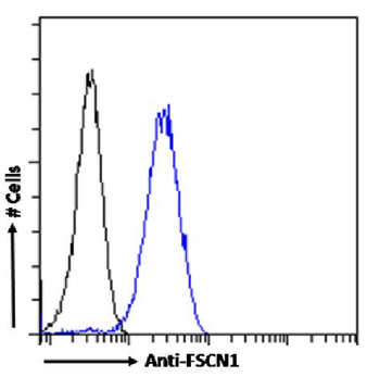 Anti-FSCN1 [SAIC-32C-205]