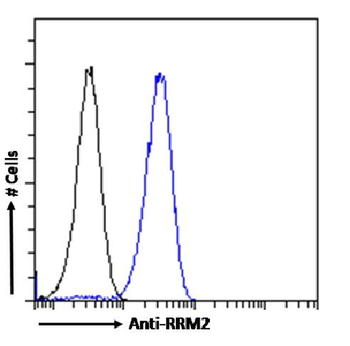 Anti-RRM2 [SAIC-30C-18]