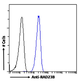 Anti-RAD23B [SAIC-28B-8]