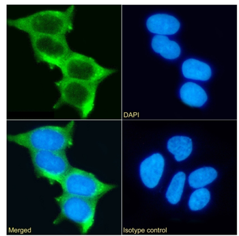Anti-MUC1 [HMFG1 (1.10.F3)]