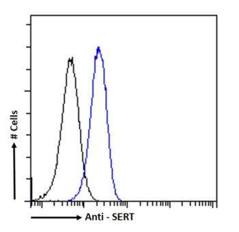 Anti-SERT [8B6]