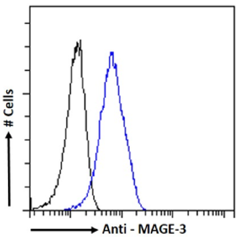 Anti-MAGEA3 [21B4]