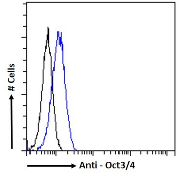 Anti-Oct3/4 [41B1]