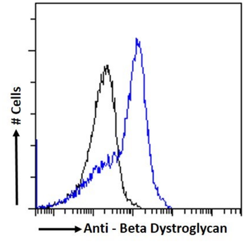 Anti-Beta Dystroglycan [P38G1]