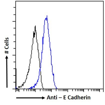 Anti-E Cadherin [19A11]