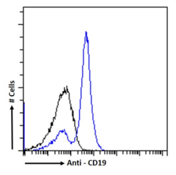 Anti-CD19 [MB19-1]