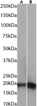 Anti-Myelin basic protein [845D3]