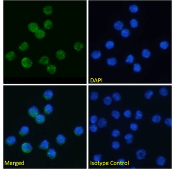 Anti-CD244 [OX-122]
