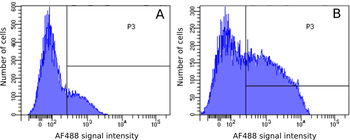 Anti-CD172A/SIRPA [OX-41]