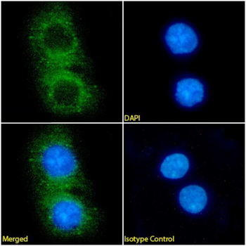 Anti-Fibronectin [BC-1]