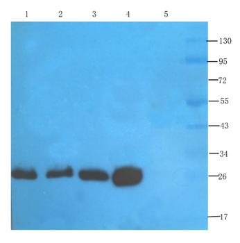 Anti-CD3 epsilon [145-2C11]