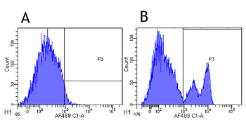 Anti-CD40 [G28.5]