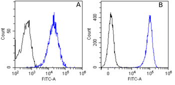 Anti-EGFR [Matuzumab]