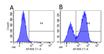 Anti-Integrin alpha 4 [Natalizumab]