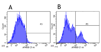 Anti-CD22 [hL22 (Epratuzumab)]