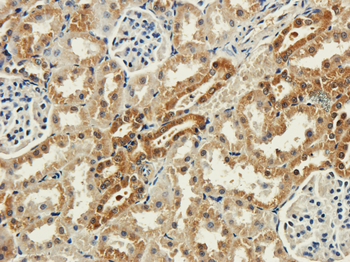 Anti-Syntaxin-1A [SP6]
