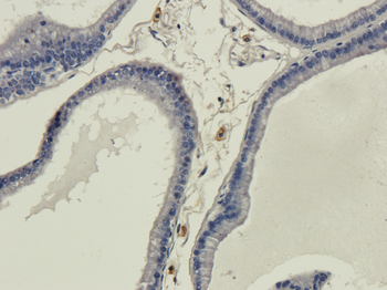 Anti-Galanin [4B3]