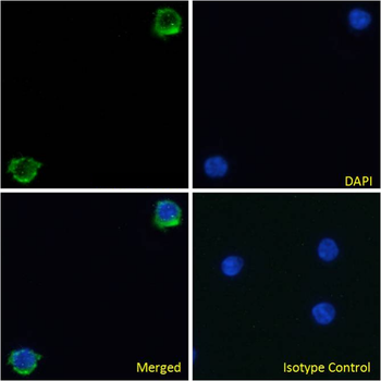 Anti-Integrin beta-7 [FIB504]