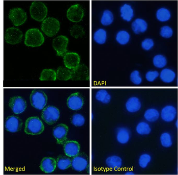 Anti-CD64 [H22]