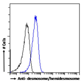 Anti-desmosome/hemidesmosome [F12]