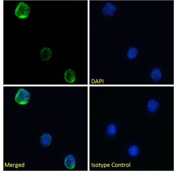 Anti-CD154 [YMF323.6]