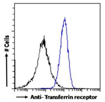 Anti-Transferrin receptor [R17 217.1.3]