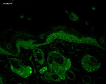 HSP70/HSC70 Antibody: APC