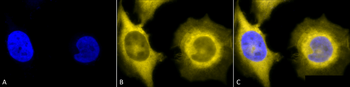 GRP94 Antibody: FITC