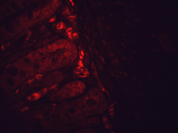 HSP90 Antibody: FITC