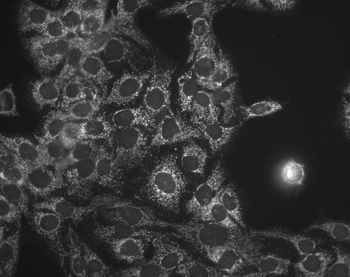 HSP60 Antibody: Biotin