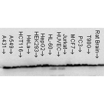HSP60 Antibody (RPE)