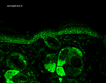 HSP60 Antibody (APC)