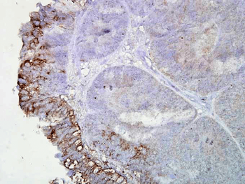 HSP90 Antibody: FITC