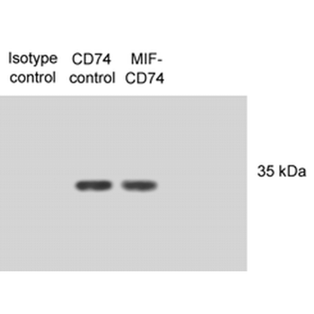 CD74 Antibody (HRP)
