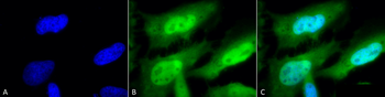 HSF1 Antibody: FITC