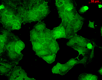 PSD95 Antibody: FITC