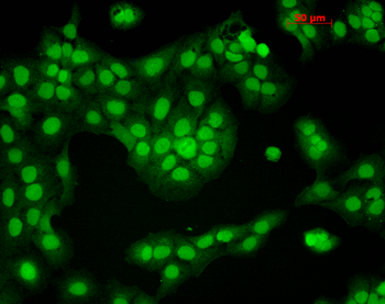 CaMKII (Alpha-Specific) Antibody: Biotin