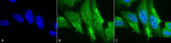 HO-1 Antibody: Biotin