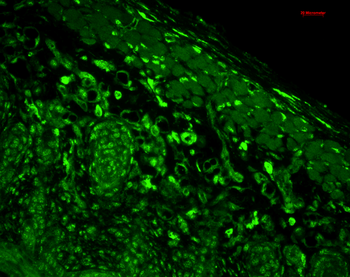 HO-1 Antibody (HRP)