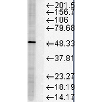 FKBP51 Antibody (HRP)