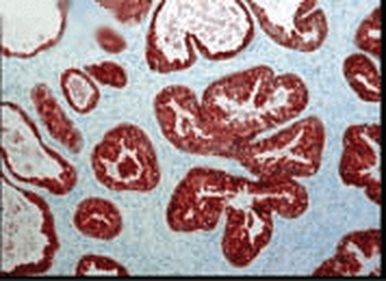 FKBP52 Antibody: APC