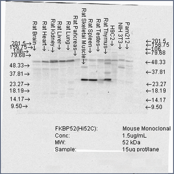 FKBP52 Antibody (PerCP)