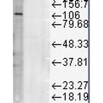 LAMP1 Antibody (HRP)