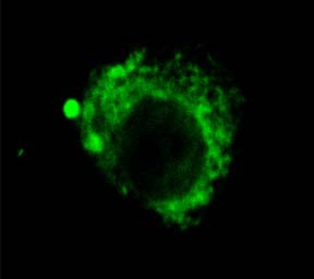 LAMP2 Antibody: Biotin