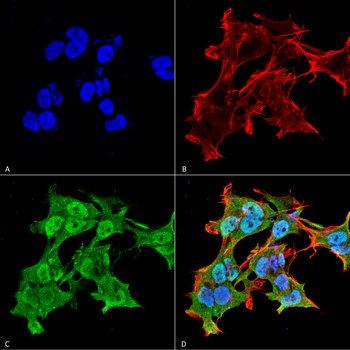 Alpha A Crystallin Antibody: APC