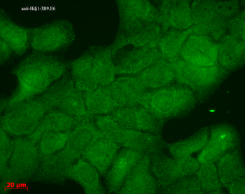 HSP40, Hdj1 Antibody: Biotin
