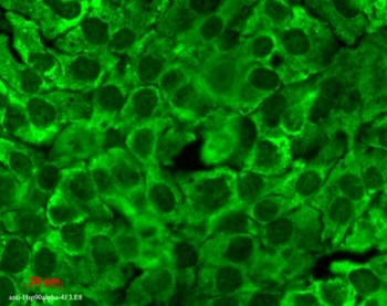 HSP90 (total) Antibody: FITC