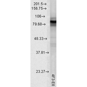 HSP90 Antibody (PerCP)